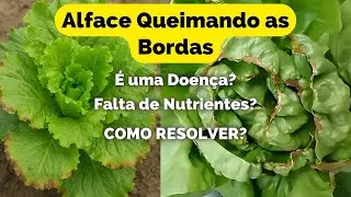 Alface Queimando as Bordas. O que é e como Resolver