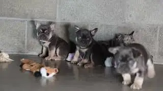 Cute Frenchie puppies