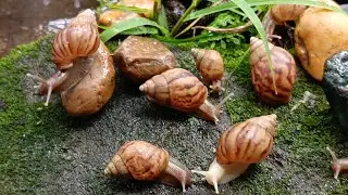 The Art of Slow Living, A Snail Colony's Lesson in Perfect Harmony #SlowLiving #SnailLife