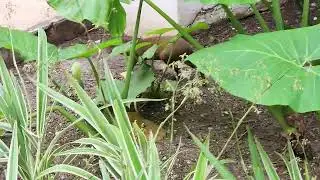 The Central American agouti (Dasyprocta punctata)