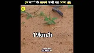 3 Fastest Snakes In the World 🌎?? #shorts