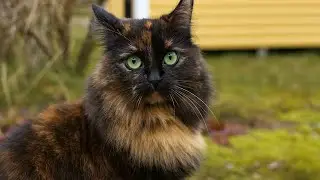 Nature Walk with Four Fluffy Cats 💖 ASMR  | Jan the Orange Cat 🐾