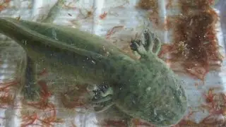 Feeding 3 black Mexican salamanders (A. mexicanum) ]Inferion7]