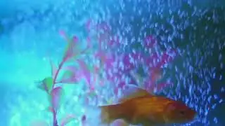 panda meditation music sleep meditation relaxing music awareness music observation music