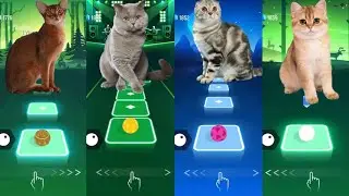 Music battle: cute cats - Shakira vs. Camila Cabello vs. Lady Gaga vs. Justin Bieber