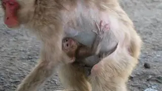 Миг Чуда: Маленькие Обезьянки Шодосимы / monpai monyet baby bibi monkey