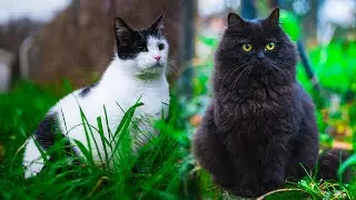 Garden Cats Living the Dream 😻