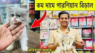 Persian cat price in Bangladesh 2025 |  New persian baby price in Bangladesh 2025