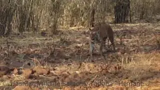 Tadoba - Tigress  - choti tara Sighting on evening Safari .