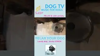 Relaxing Music for Stressed Dogs: Calming music for dog #dogvideo #dogmusic #doglover #dogtv
