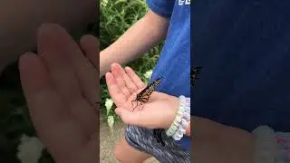 Butterfly learns how to wave! ADORABLE!