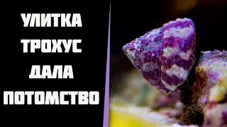 В моем морском аквариуме размножились улитка Трохус(Trochus) и огненные черви.