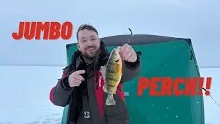 HOW TO CATCH JUMBO PERCH THROUGH THE ICE!!!