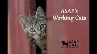 ASAP's Working Cats Program