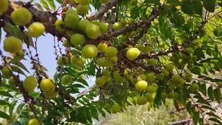 Star Gooseberry is&nbsp;a Powerhouse of Nutrition try it  #khanagaar