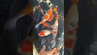 Enaknya Kalo Pelihara Koi  Kayax Gini