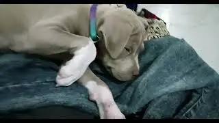 American bully high quality puppy