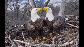 No Eaglets for Either of Washington D.C.&rsquo;s Famous Bald Eagle Couples This Year | Southern Living