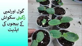 Update of Round and Long Zucchini Squash Seedlings | Urdu