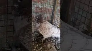 Oriental frill pigeon