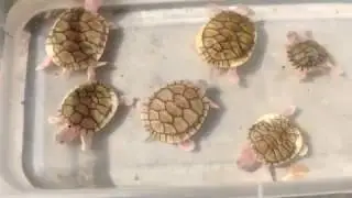 Hatchling UPDATE!! Caramel Pink Red Eared Slider