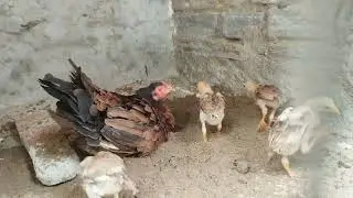 Aseel birds breeding process eggs chick's hatching hen #aseel #pets #youtube #video #trending #viral