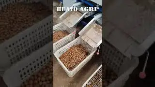 Stainless Steel Potato Grading Machine