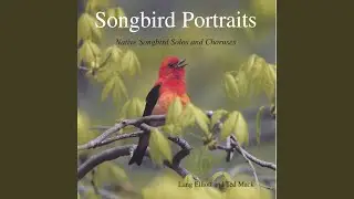 Bachman's Sparrow