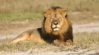 Cecil the Lion killing puts hunting in the crosshairs