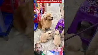 কুকুর তার সন্তানদেরকে বিক্রি করে দিল #funny #cute #shortvideos  #dog #viralvideos #shorts #trending