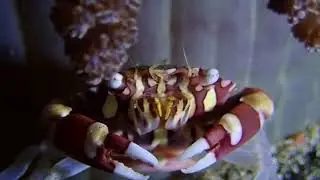 Harlequin Crab at Crystal Bay