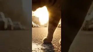 Animal ASMR | Ginger cat downtown with soft steps & city rustle | urban, relaxing, no talking