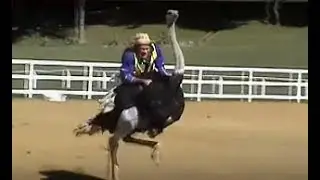 Avestruz, Frank Aguiar Gean e Geovani Ranimiro Lotufo, Fazenda Ribeirão Hotel de Lazer