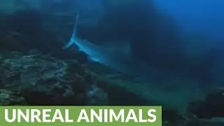 Galapagos shark is a dangerous top predator