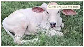 @DESI COW LOVER First intro 🥰🥰#desicowlover #cow #desicow #cuteanimal #intro #animals #cutebaby#bull