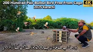 Bulbul Birds Releasing From Cage 200 Pair Birds Releasing at Beautiful Place | Dec-2025 Karachi