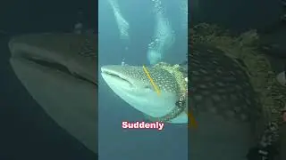 Whale Shark Rescue#animals #shorts #whaleshark #underwaterrescue #oceanguardians