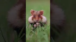 cute little wild hamster #photography