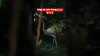 कन्हेरी मठ जंगल सफारी ride##✌️✌️🤩🤩#kanheri #beautiful #garden #amazing #song 👌👌