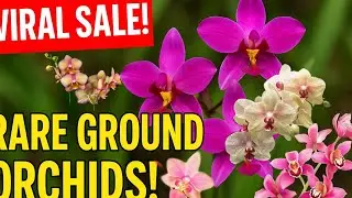 Rare variety ground orchids sale in cheapest rate available / Rare variety ground orchids