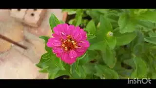 Spring and summer flowers in the Klein-Karoo