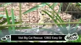 Big Cat Rescue 5 Minute Commercial