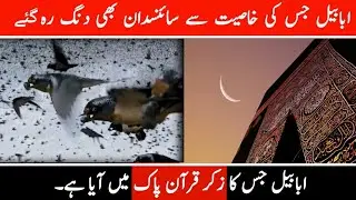 Ababill jiska zikar quran pak me aya hai | Martin bird explain Urdu / Hindi