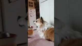 pootchie et le miroir