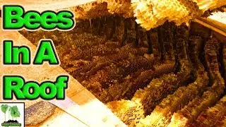 Removing A Bee Colony From A Roof Space