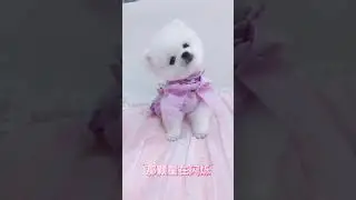 Cute Puppy lovely  Care #short #2867