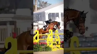 Grand Prix? #horse #equestrianjourney #horseenthusiast #equestrian #showjumping