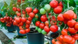 CULTIVA MUCHOS TOMATES EN MACETA ASI!!!