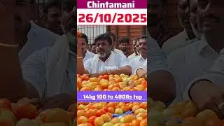#26/10/2025 #today Chintamani tomato rates #Chintamani tomato market rates #tomato rates #Venu7tv