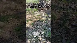 Kentucky Geode Hunting